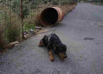 Βαρελόσκυλα: Η απανθρωπιά μέσα μας…
