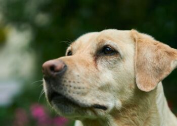 AMERICAN KENNEL CLUB: OI ΔΗΜΟΦΙΛΕΣΤΕΡΕΣ ΡΑΤΣΕΣ ΣΚΥΛΩΝ