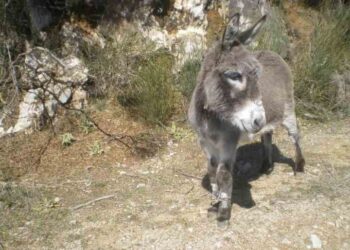 Η κακοποίηση και ο ακρωτηριασμός ζώων συνεχίζεται